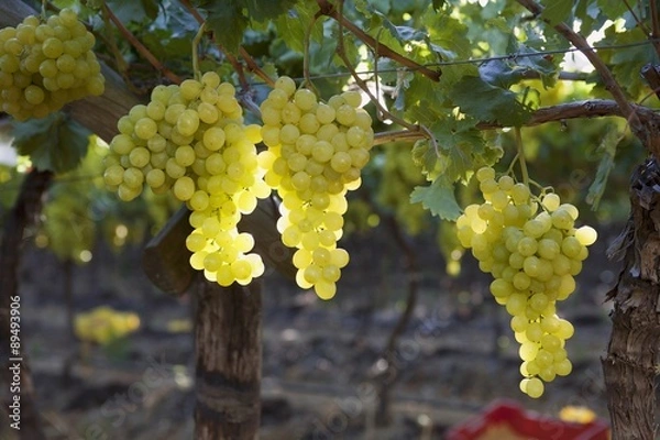 Fototapeta Green grapes on a vine