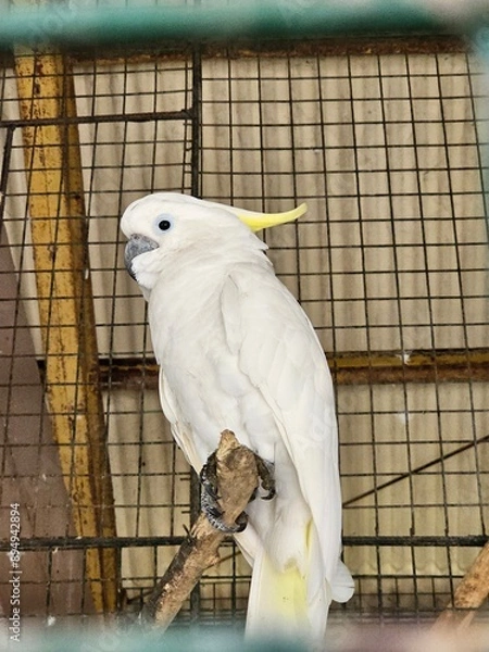 Obraz white parrot in cage