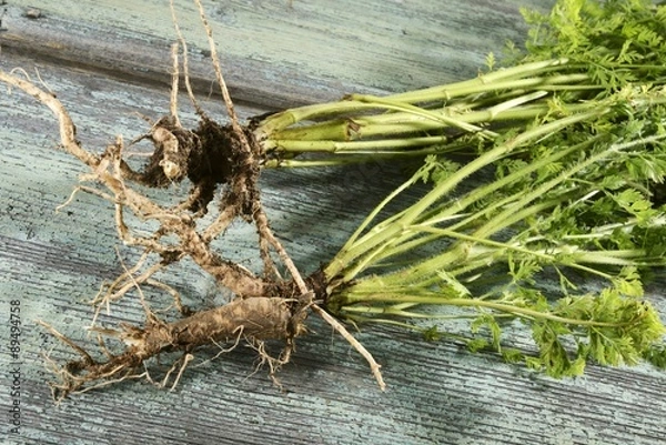 Obraz Wild carrots