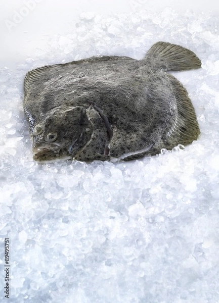 Fototapeta Fresh turbot on ice