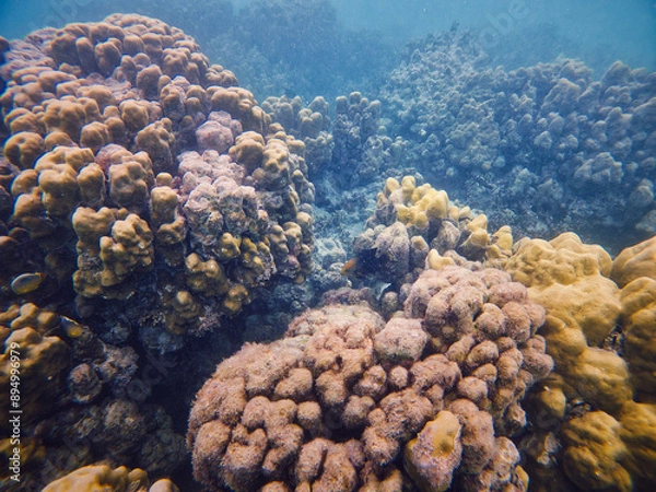Obraz An underwater marvel in Sumatra, featuring a thriving coral reef bursting with life and color. Perfect for illustrating marine biodiversity and the beauty of oceanic ecosystems.