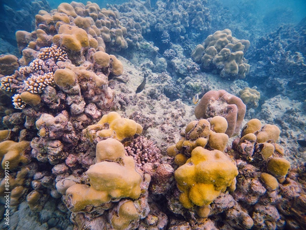 Obraz An underwater marvel in Sumatra, featuring a thriving coral reef bursting with life and color. Perfect for illustrating marine biodiversity and the beauty of oceanic ecosystems.