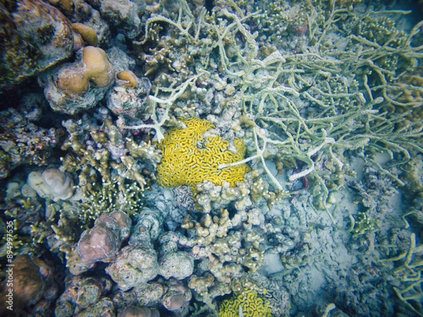 Obraz An underwater marvel in Sumatra, featuring a thriving coral reef bursting with life and color. Perfect for illustrating marine biodiversity and the beauty of oceanic ecosystems.