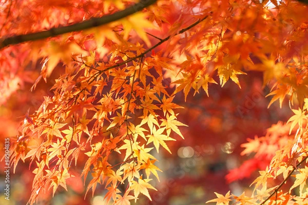 Fototapeta Autumn leaves

