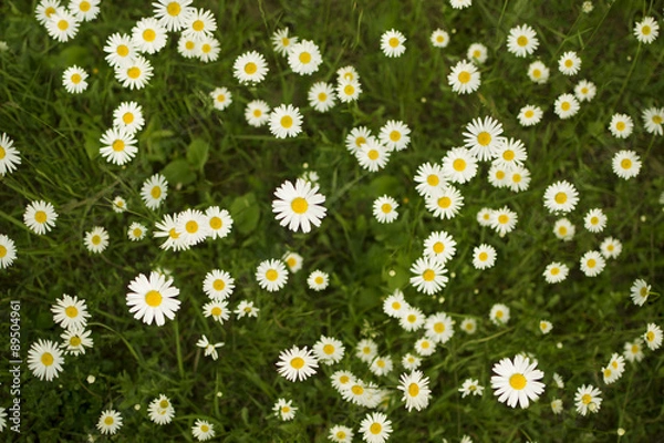 Fototapeta chamomile flowers
