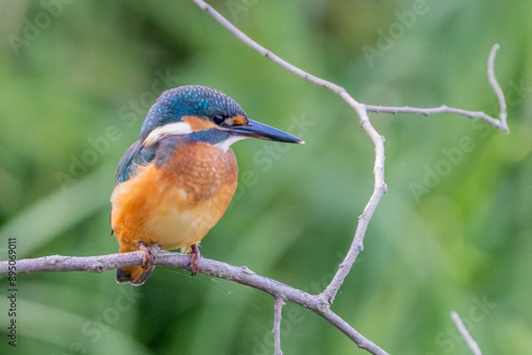 Obraz kingfisher , zimorodek