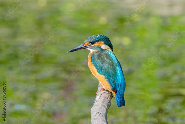 Obraz kingfisher , zimorodek