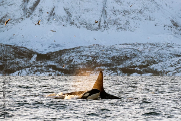 Obraz Orca Mutter mit Jungem Norwegen