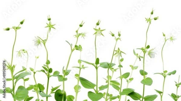 Obraz Chickweed plant with delicate stems on a white background in high resolution image
