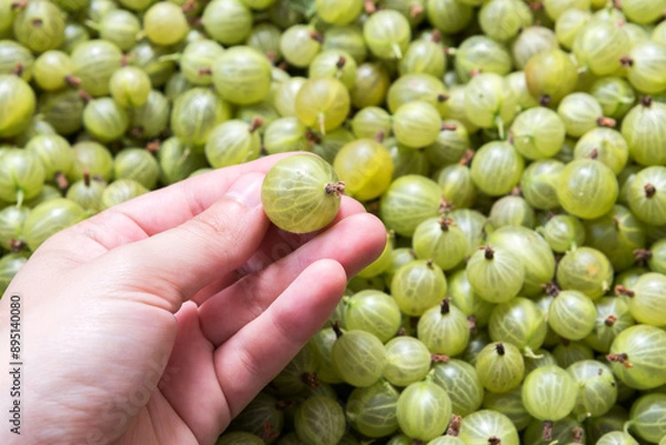 Obraz freshly harvested gooseberries in the box