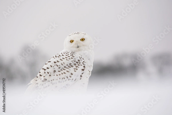 Obraz snowy owl