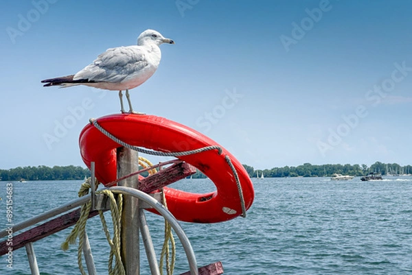 Fototapeta A seagull sits on a life ring overlooking the water below.