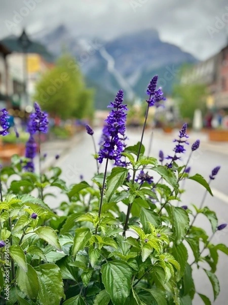 Fototapeta Close up of flowers seen in Banff, Alberta.