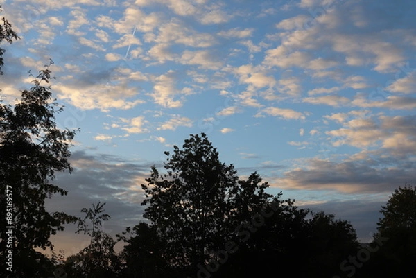 Obraz Cotton clouds over trees