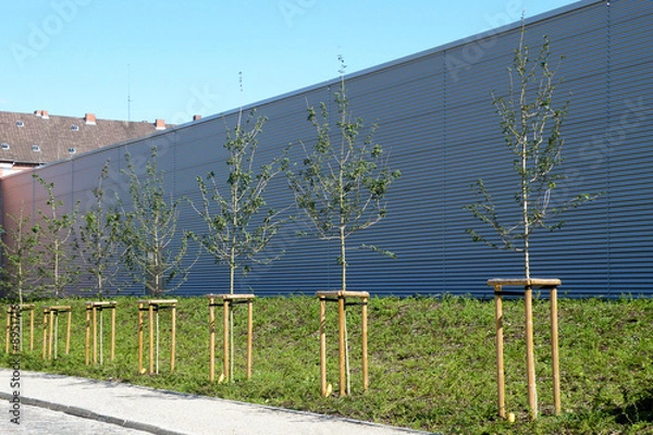 Obraz Pflanzung von Bäumen