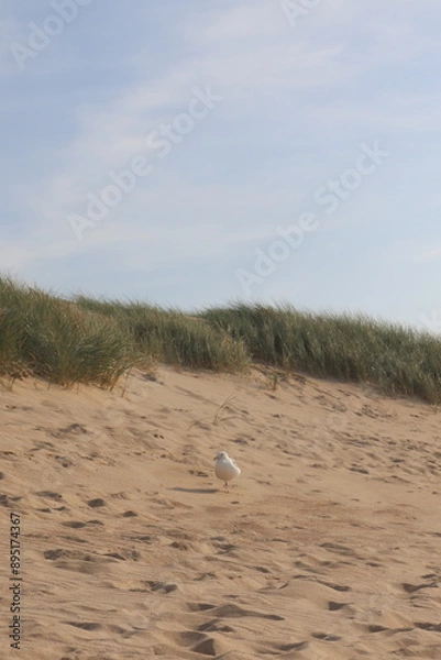 Obraz seagull on the beach
