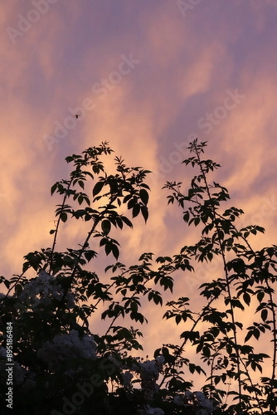 Obraz clouds of sunset