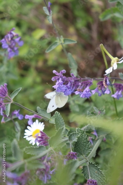 Obraz white butterfly 