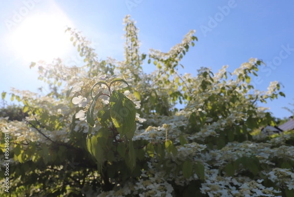 Obraz sunrays on flowers 
