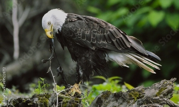 Obraz Bald Eagle