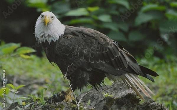 Obraz Bald Eagle