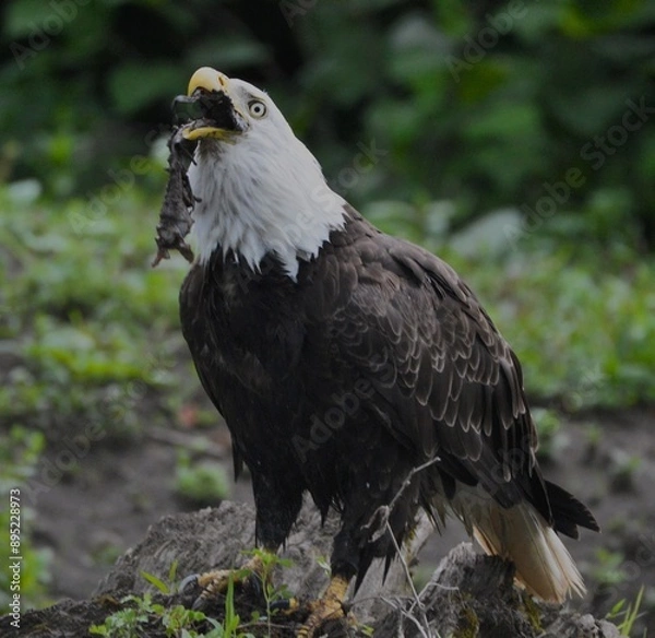 Obraz Bald Eagle