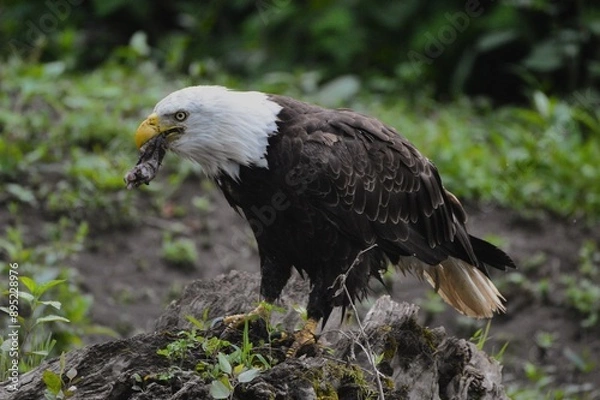 Obraz american bald eagle