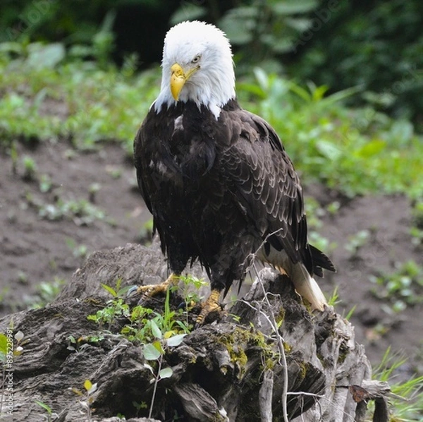 Obraz american bald eagle