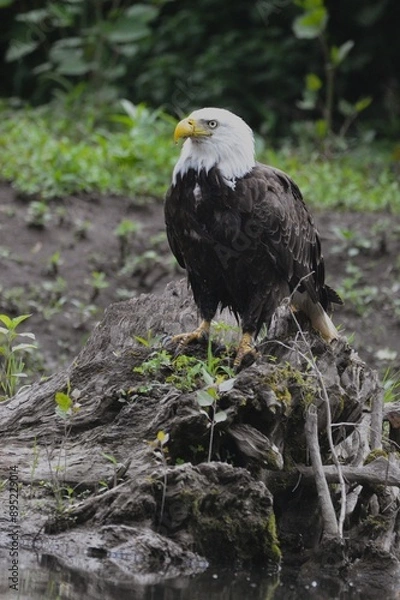 Obraz Bald Eagle