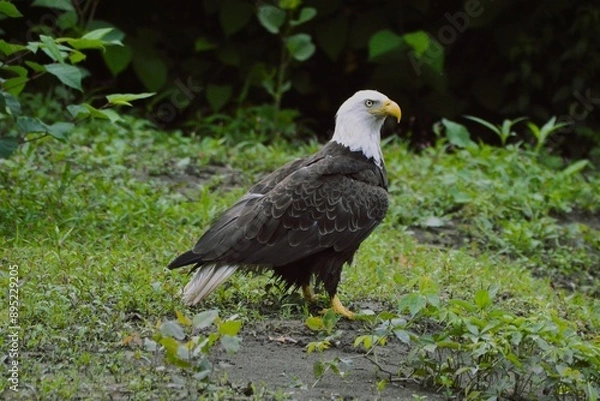 Obraz Bald Eagle