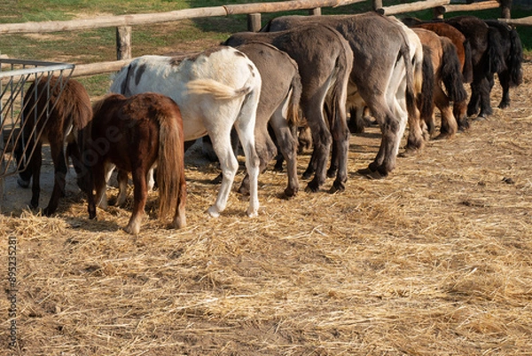 Fototapeta Donkeys and ponies eating hay in a row
