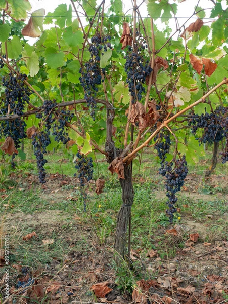 Fototapeta Drought-Stricken Vineyard Shows Withered Grapes Due to Climate Change