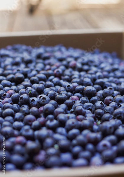 Obraz blueberries close up