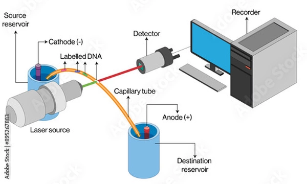 Fototapeta Detailed Vector of Capillary Electrophoresis Principles and Instrumentation in White Background, Chemical Analysis, Laboratory Methods.