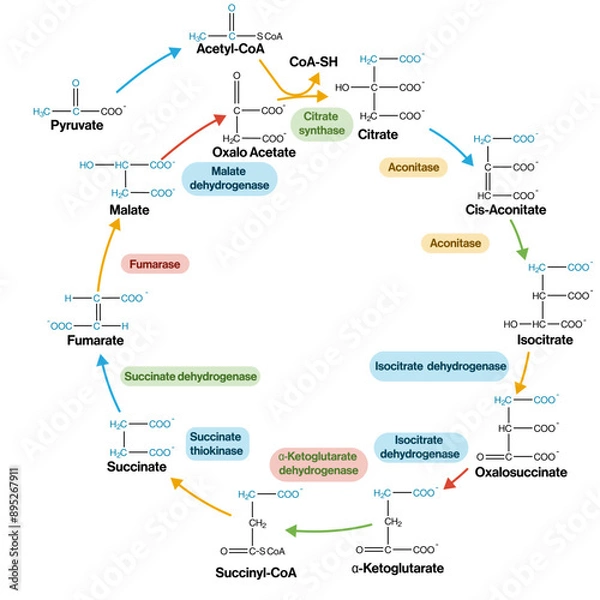 Fototapeta Krebs Cycle Detailed Vector Illustration on White Background, Citric Acid Cycle Pathway, Cellular Respiration Process, Metabolic Pathway Diagram.