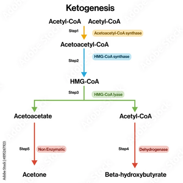 Fototapeta Ketogenesis Pathway Vector Illustration on White Background, Fat Metabolism and Ketone Body Synthesis, Biochemistry Diagram, Metabolic Process Visualization.