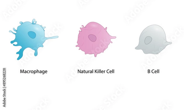 Fototapeta Immune Cells Illustration, Macrophages, Natural Killer Cells, B Cells, Detailed Vector, White Background, Immune System Components, Scientific Visualization.