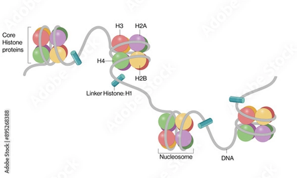 Fototapeta Nucleosome Model Detailed Vector Illustration in White Background, DNA Structure, Molecular Biology, Chromatin.