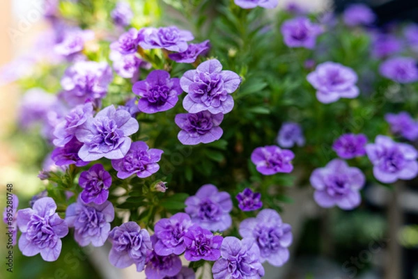 Obraz 薄紫色のカリブラコア