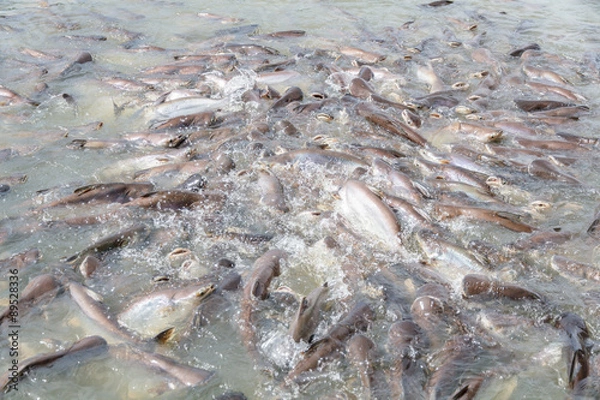 Obraz Black ear catfish