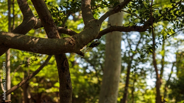 Fototapeta 夏の公園
