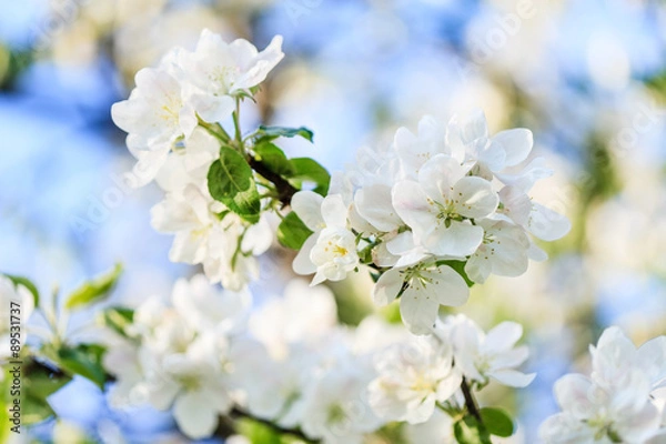 Fototapeta spring tree