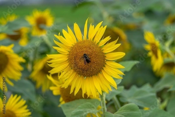 Obraz 満開のヒマワリの花粉を集めるタイワンタケクマバチ