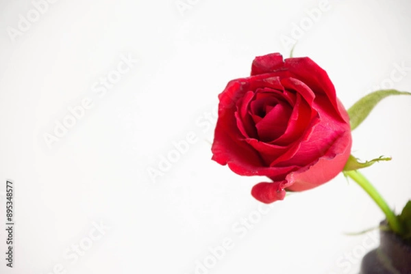 Fototapeta 赤い薔薇