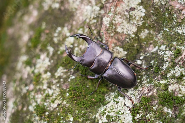 Fototapeta 天然オオクワガタのオス