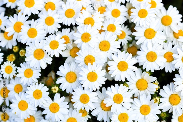 Obraz 満開に咲くマーガレットの花