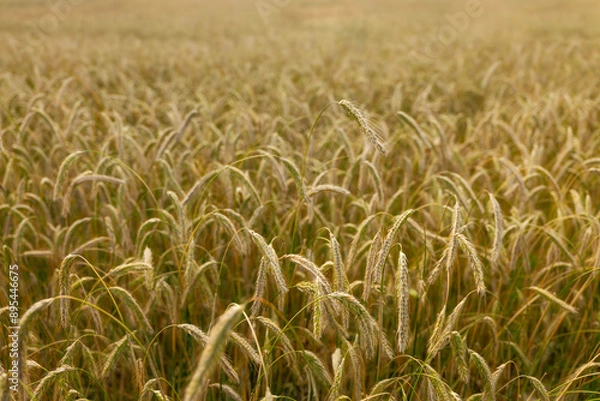 Obraz golden wheat field