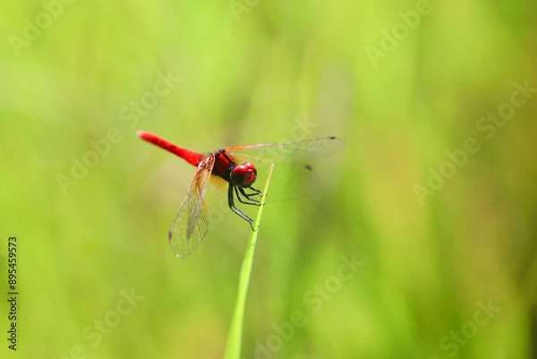 Fototapeta ハッチョウトンボのオス