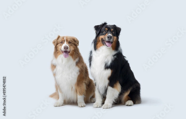 Fototapeta Two happy dogs posing together