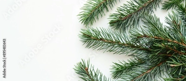 Fototapeta Pine Leaves Frame with White Background